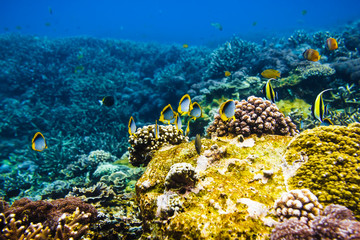 Bright fishes and coral reef in tropical ocean.