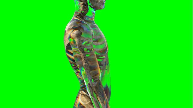 Rotazione e scansione verticale scheletro maschile su sfondo chroma key