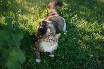 Big fluffy cat lying on the grass