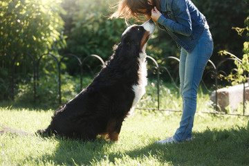 Fototapeta premium The girl with the pet. Bernese mountain dog in nature