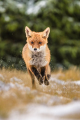 Red fox in the woods(Vulpes vulpes)