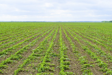 Fototapeta na wymiar Soy field. Cultivation of soy in an open ground on fields of Kuban.