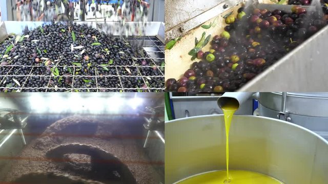 Production of Extra Virgin olive oil, collage. 