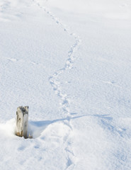 雪　足跡　素材