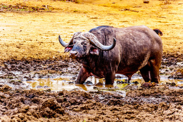 Obraz premium Swamp Water Buffalos standing in a pool of mud in Kruger National Park in South Africa
