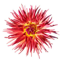 Beautiful red yellow dahlia. Isolated on white in the background