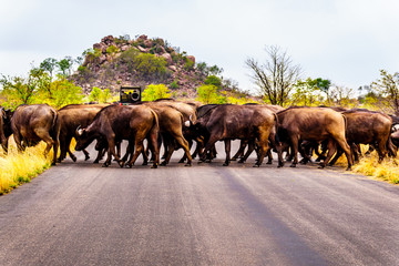 Naklejka premium Herd of Water Buffalos crossing the road in Kruger National Park in South Africa