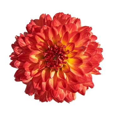 Beautiful red yellow dahlia. Isolated on white in the background