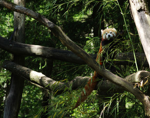  red panda in a tree