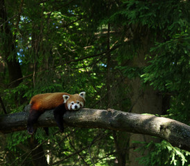  red panda in a tree