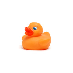 Yellow rubber duck on white