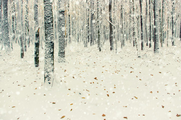 Fototapeta premium Winter forest on sun