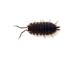 Woodlouse isolated on white