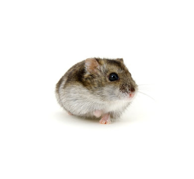 Dwarf hamster on white