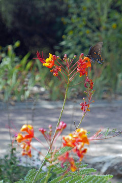 Battus philenor (pipevine swallowtail)  an einer Pfauenstrauch-Blüte