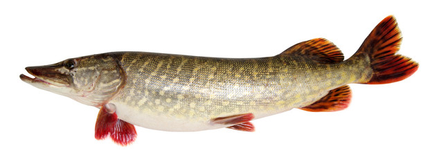  Pike isolated on white