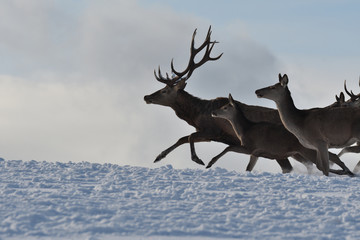 Deers deerskin walking in the winter on the snow 