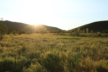 Fototapeta premium beautiful forest and grassland under sunset sky