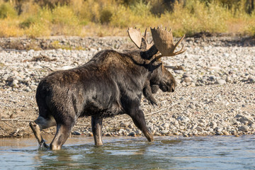 Obraz na płótnie Canvas Bull Moose Crossing River in Fall
