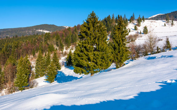 spruce forest on a snowy hillside. beautiful scenery on a bright winter day in mountains