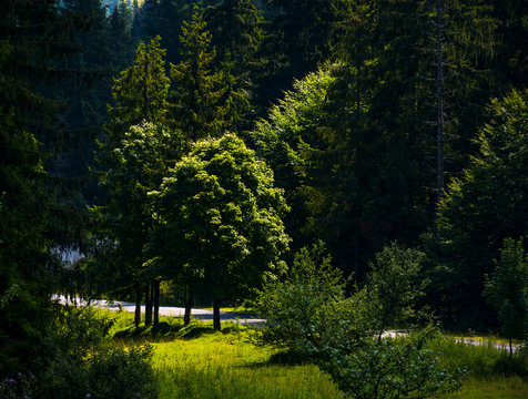 spot of light on some trees in forest. beautiful summer nature scenery of TransCarpathia.