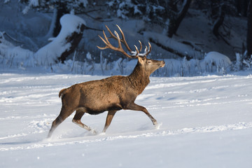Deers deerskin walking in the winter on the snow 