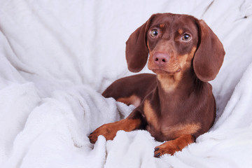 dog puppy breed dachshund on white background