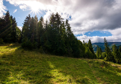 spruce forest on a grassy slope. beautiful nature scenery with bright sun on a cloudy day