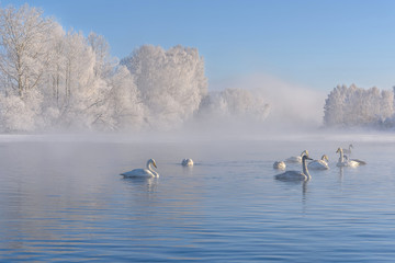 swans lake mist azure wintering