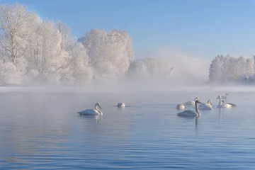 Crédence de cuisine en verre imprimé Cygne swans lake mist azure wintering