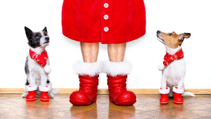 christmas santa claus dogs