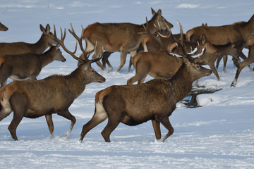 Deers deerskin walking in the winter on the snow 