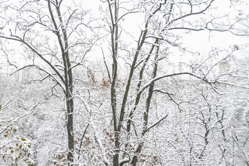First snow. Snow flakes in the air. White branches on the trees. Winter.
