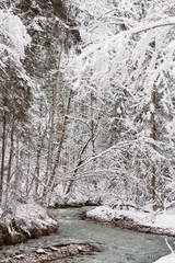 Winter forrest in Austria