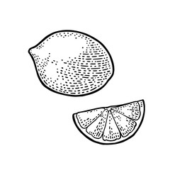 Lemon slice and whole. Vector black vintage engraving illustration