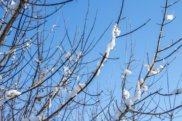 Twigs of tree covered of hoarfrost and snow on background of winter forest in snow.