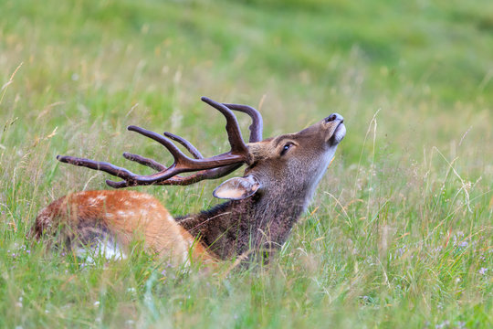 sika deer in the grass. Parc de Merlet, France