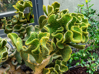 Cactus verde y retorcido