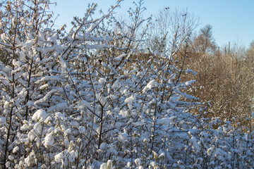Winter nature under the first snow on a sunny day.