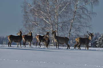 Deers deerskin walking in the winter on the snow 