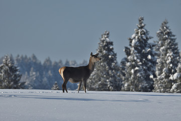Fototapeta na wymiar Deers deerskin walking in the winter on the snow 