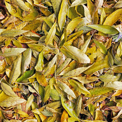 Background of leaves. Leaves. Autumn.