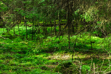 Sanset in green forest with row of sunrays.