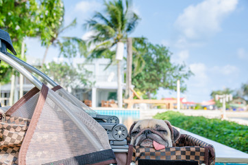 Pug sleep tired on car. Dog in cart with beautiful background