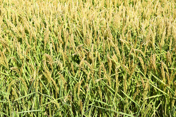 Field of rice in the rice paddies. Rice cultivation in temperate climates.