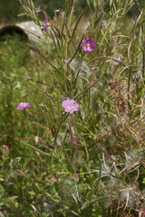 Epilobium hirsutum