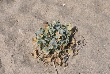 Eryngium maritimum