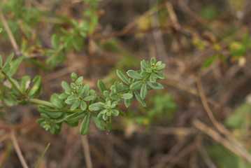 Galium mollugo