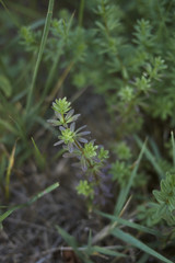 Galium mollugo