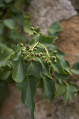 Hedera helix